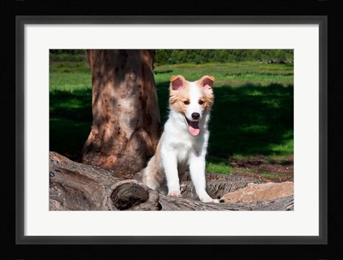 Framed Border Collie puppy dog  by a tree Print