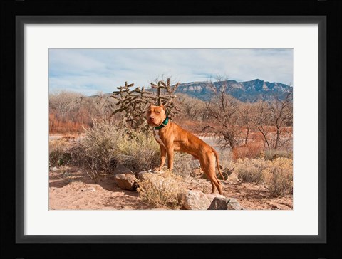 Framed American Pitt Bull Terrier dog, New Mexico Print