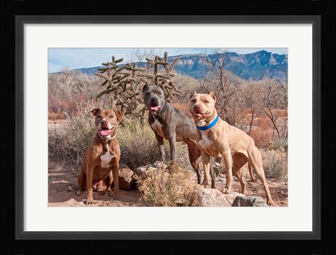 Framed Three Pitt Bull Terrier dog, New Mexico Print