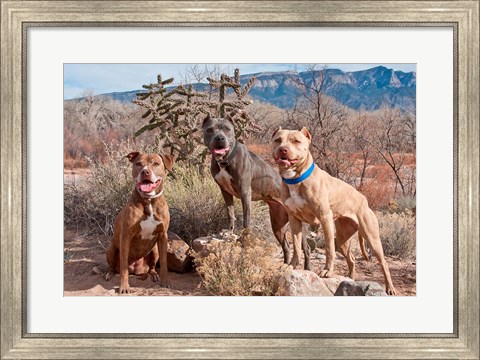 Framed Three Pitt Bull Terrier dog, New Mexico Print