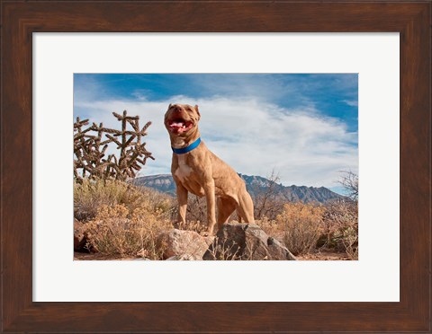 Framed Pitt Bull Terrier dog Print