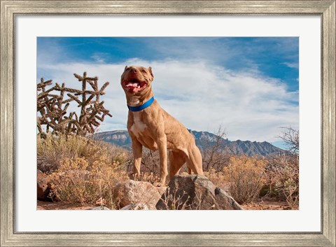 Framed Pitt Bull Terrier dog Print