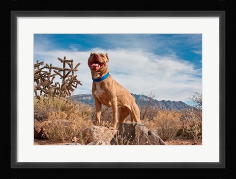 Framed Pitt Bull Terrier dog Print