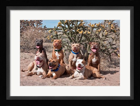 Framed American Pitt Bull Terrier dogs, cactus Print