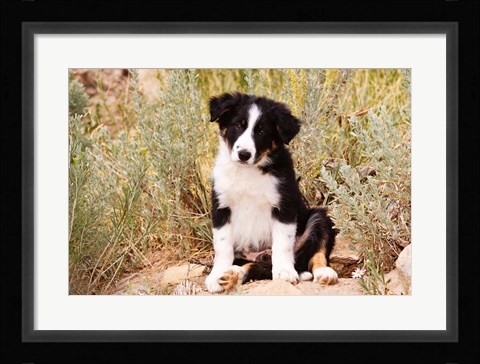 Framed Border Collie puppy dog Print
