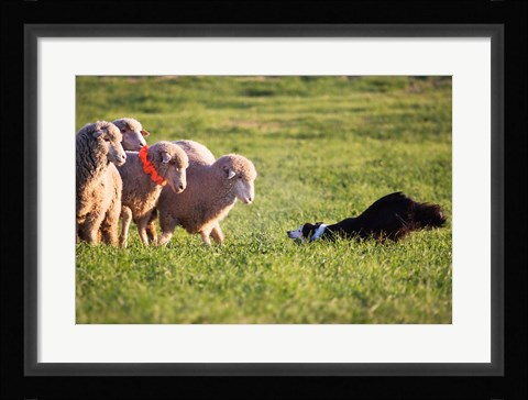 Framed Purebred Border collie dog and Merino sheep Print