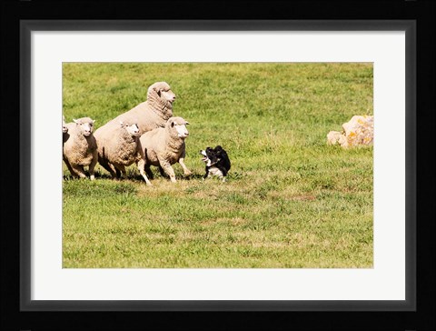 Framed Purebred Border Collie dog and sheep Print