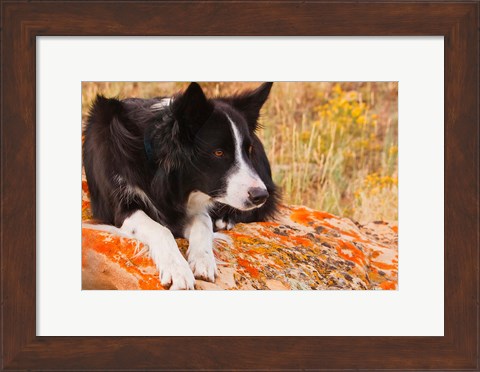 Framed Purebred Border Collie dog on moss rock Print
