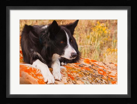 Framed Purebred Border Collie dog on moss rock Print