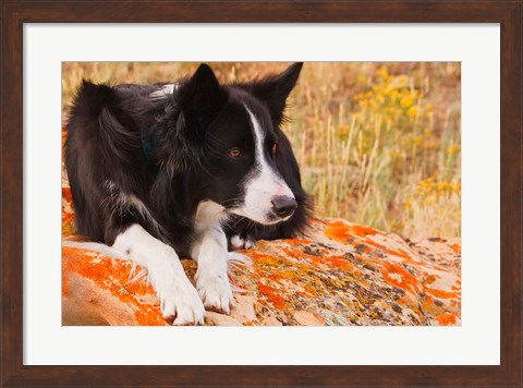 Framed Purebred Border Collie dog on moss rock Print