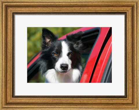 Framed Purebred Border Collie dog, red truck window Print