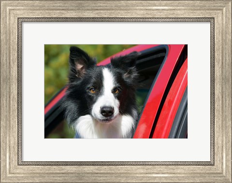 Framed Purebred Border Collie dog, red truck window Print