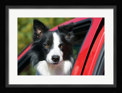 Framed Purebred Border Collie dog, red truck window Print