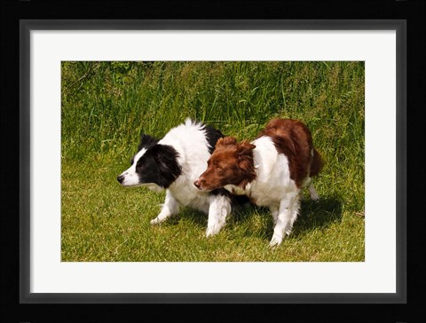 Framed Purebred Border Collie dogs Print