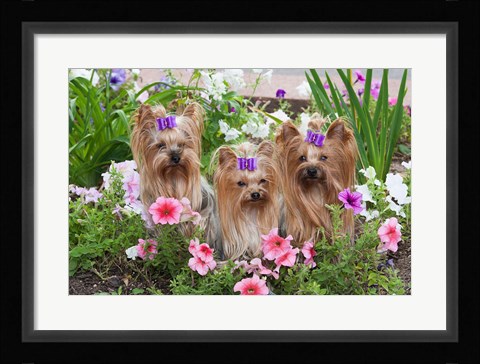 Framed Purebred Yorkshire Terrier Dog in flowers Print