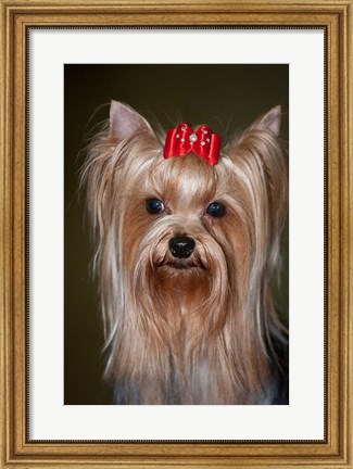Framed Show Yorkshire Terrier Dog with red bow Print
