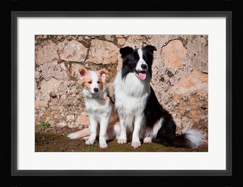 Framed adult Border Collie dog with puppy Print