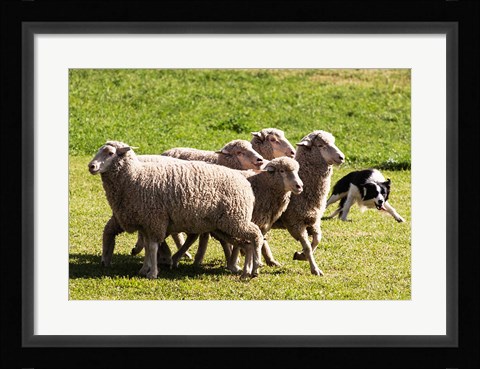 Framed Purebred Border Collie dog turning sheep Print