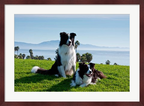 Framed Two Border Collie dogs Print