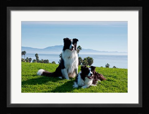 Framed Two Border Collie dogs Print