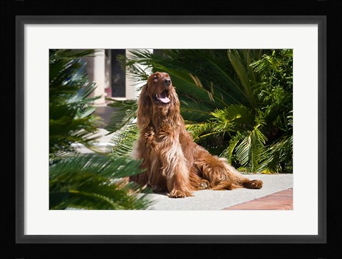 Framed Irish Setter dog surrounded by cycads Print