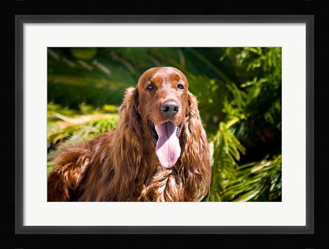 Framed Irish Setter lying surrounded by greenery Print