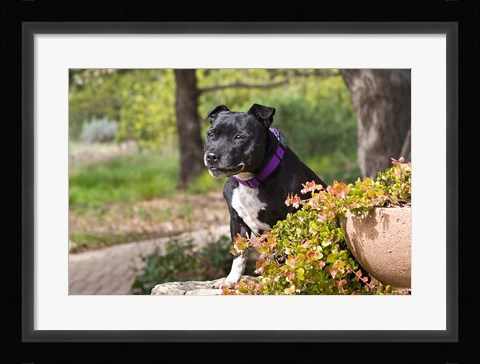 Framed Staffordshire Bull Terrier dog in a garden Print
