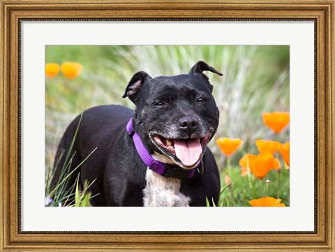 Framed Staffordshire Bull Terrier standing in a field of wild Poppy flowers Print