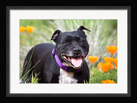 Framed Staffordshire Bull Terrier standing in a field of wild Poppy flowers Print