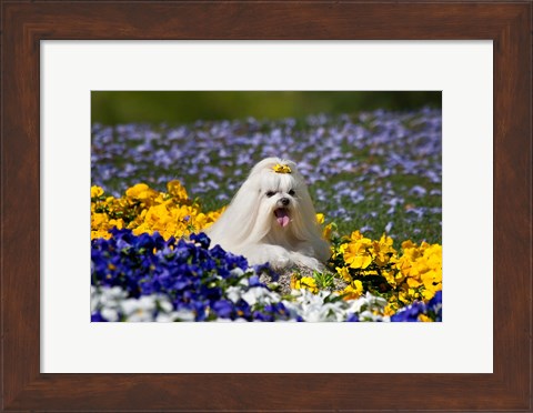 Framed USA, California Maltese lying in flowers with yellow bow Print