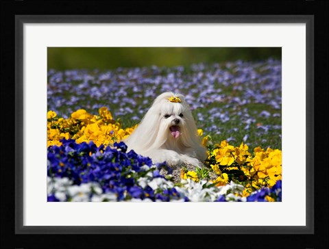 Framed USA, California Maltese lying in flowers with yellow bow Print