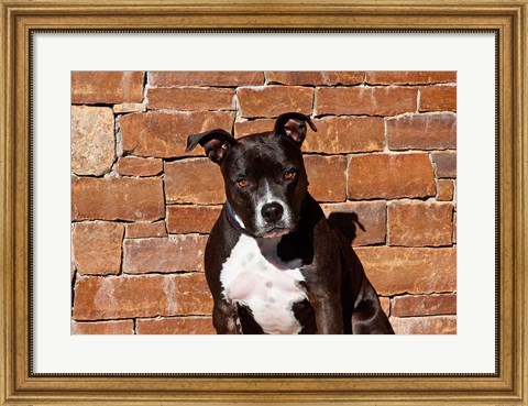Framed American Staffordshire Terrier dog Print