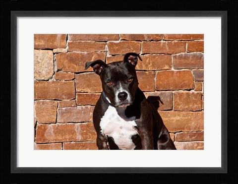 Framed American Staffordshire Terrier dog Print
