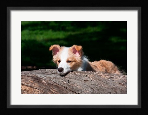 Framed Border Collie puppy dog looking over a log Print
