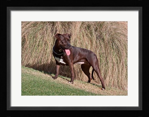 Framed American Pitt Bull Terrier dog Print