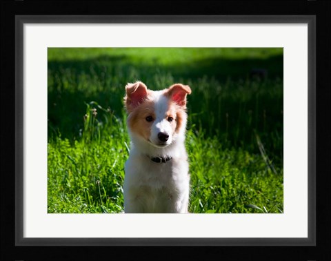 Framed Border Collie puppy dog in a field Print