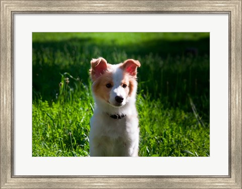 Framed Border Collie puppy dog in a field Print