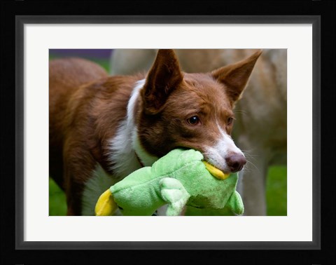 Framed USA, California McNab Shepherd at play Print