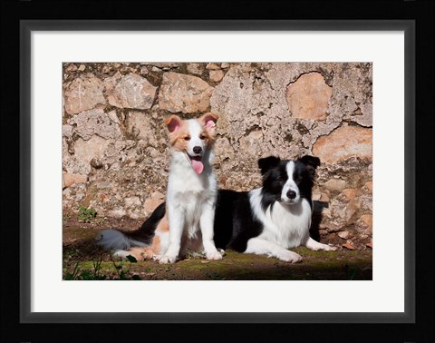Framed pair of Border Collie dogs Print