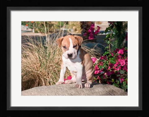 Framed American Pitt Bull Terrier puppy dog Print