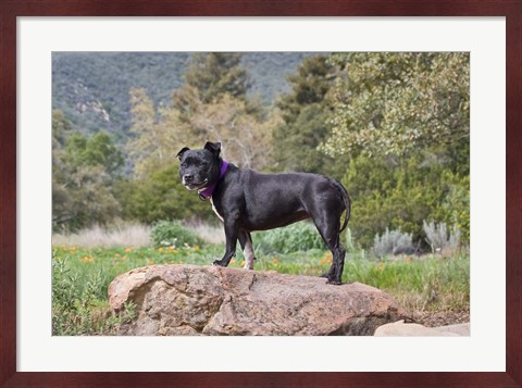Framed Staffordshire Bull Terrier dog in garden Print