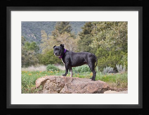 Framed Staffordshire Bull Terrier dog in garden Print