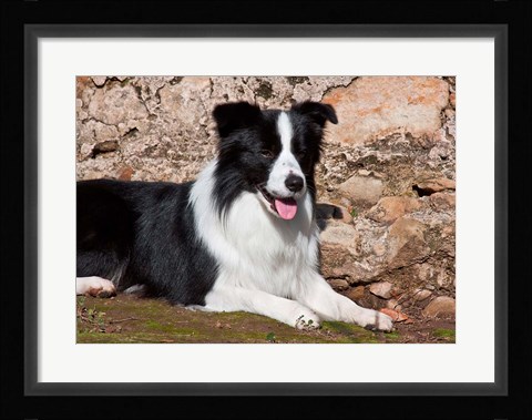Framed Border Collie dog next to a rock wall Print