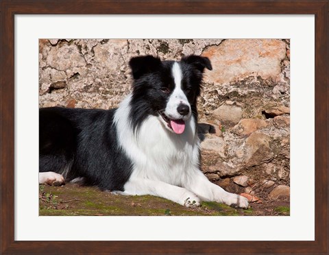 Framed Border Collie dog next to a rock wall Print