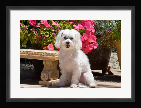 Framed USA, California Maltese sitting next to garden bench with flowers Print