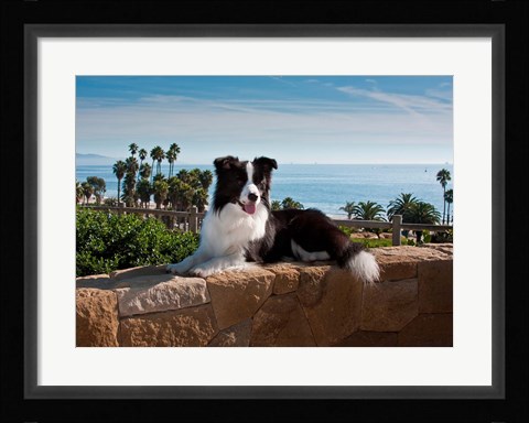 Framed Border Collie dog resting on a wall Print