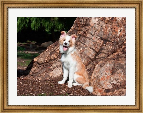 Framed Border Collie puppy dog Print