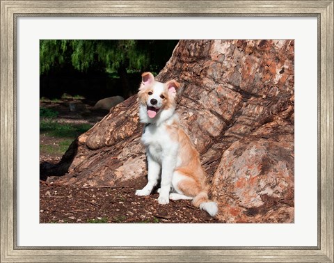 Framed Border Collie puppy dog Print