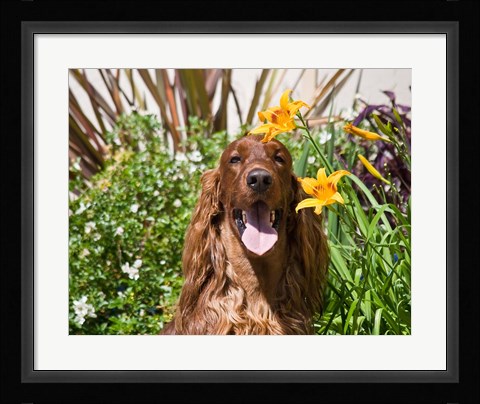 Framed Portrait of an Irish Setter sitting next to yellow flowers Print
