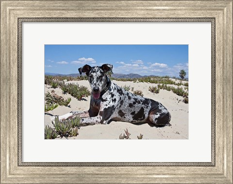 Framed Great Dane lying in the sand in Ventura, California Print